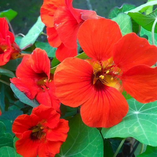 Nasturtium Seeds - Red